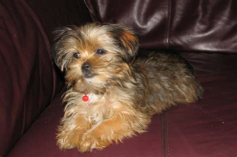 Snorkie Schnauzer Yorkie Mix Info Temperament Puppies Pictures