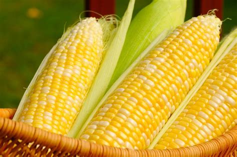 kenali  jenis jagung manis  indonesia  simpannya resepkoki