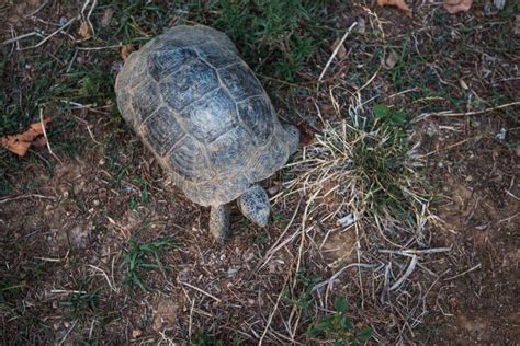 Turtle on the land stock image. Image of relax, neck - 109682629