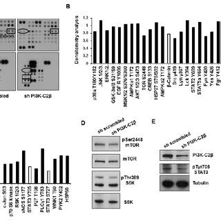 PI3K C2β modulates phosphorylation of specific proteins A Images from