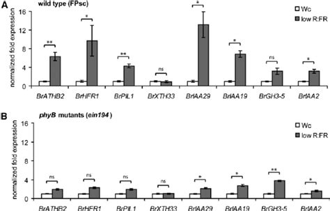 B Rapa Seedlings Display Auxin Dependent Shade Avoidance Phenotypes