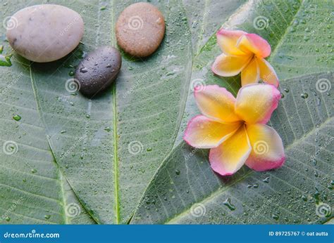 Plumeria Molhado E Pedra No Fundo Verde Da Folha Conceito Para Termas