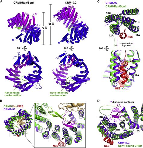 Structure Of A Truncation Mutant Of The Nuclear Export Factor Crm1