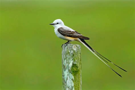 13 Fabulous Facts About Extreme Bird Feathers - Birds and Blooms