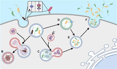 Frontiers Paradigms Of Protist Bacteria Symbioses Affecting Human