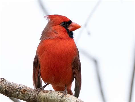 Northern Cardinal Larry Taylor Kiwanis Park Port Charlotte Kevin