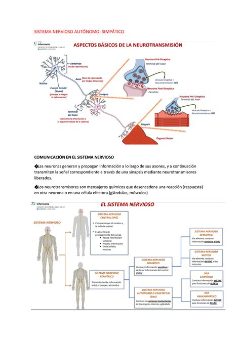 Sn Simpatic Farmaco Sistema Nervioso Aut”nomo Simp¡tico Comunicaci”n En El Sistema Nervioso