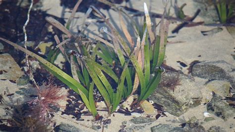 Come Far Fiorire Una Pianta Di Rosmarino Guida E Consigli