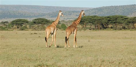 Manyara National Park Blessing Safaris