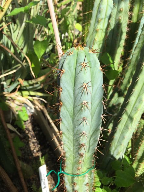 Trichocereus Peruvianus Los Gentiles Djnionas Flickr