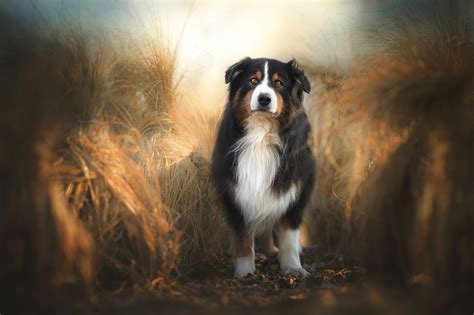 3840x2560 Australian Shepherd 4k Image Of Best Wallpaper