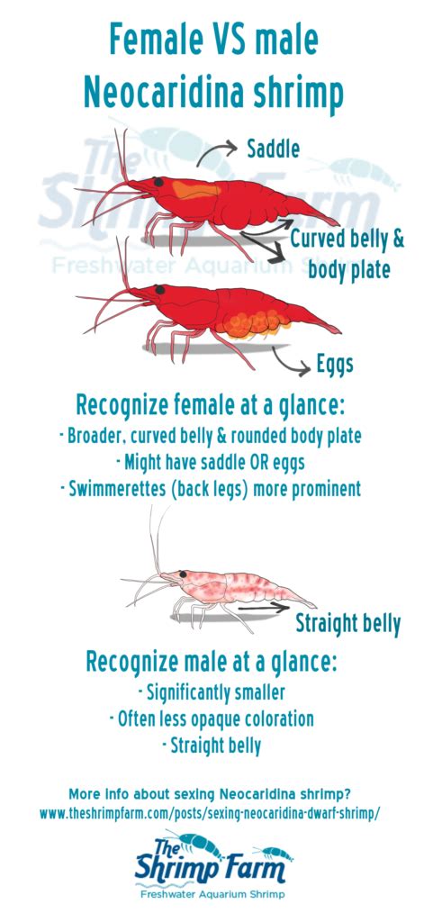 Male vs. Female Neocaridina Shrimp : r/shrimptank