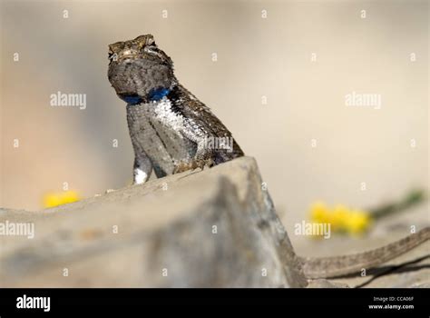 Male Southwestern Fence Lizardsceloporus Cowlesi Cedro Creek