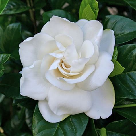 Buy Gardenia Fragrance, Scented Candle Online USA.