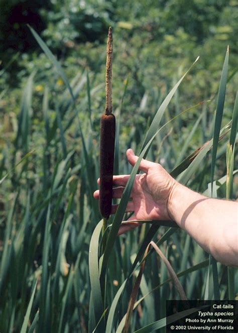 | Center for Aquatic and Invasive Plants | University of Florida, IFAS