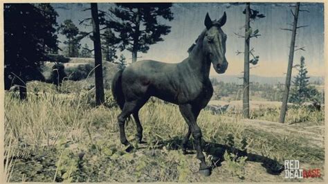 Seal Brown Dutch Warmblood | RDR2 & Online Horse Stats & Locations