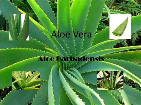 Ppt Aloe Vera Powerpoint Presentation Free Download Id 2026497