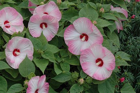 Luna Pink Swirl Hibiscus Hibiscus Moscheutos Luna Pink Swirl In