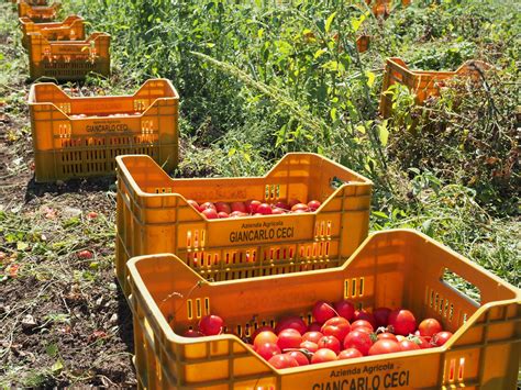 Süditalien in Flaschen – Wo die besten Tomaten wachsen - BIORAMA