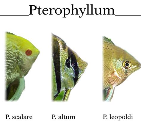 Angelfish (Pterophyllum Scalare) Care: Tips for Success