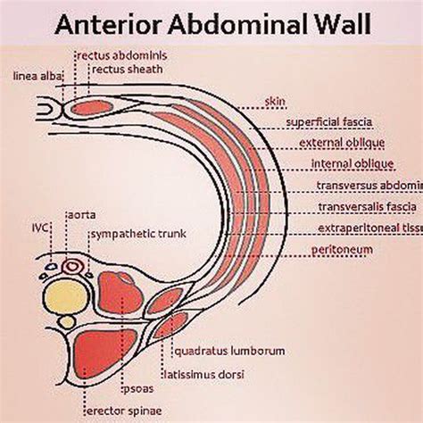 Anterior Abdominal Wall Structures Medizzy