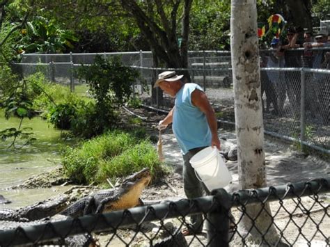 Everglades Alligator Farm Zoos Homestead Fl Yelp