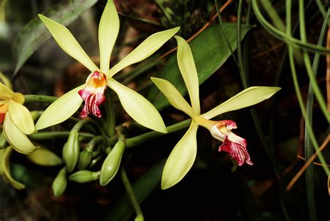 How To Grow And Care For Vanilla Bean Orchid