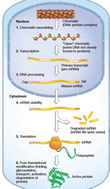 Gene Expression Diagram