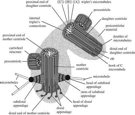 Centrioles Drawing