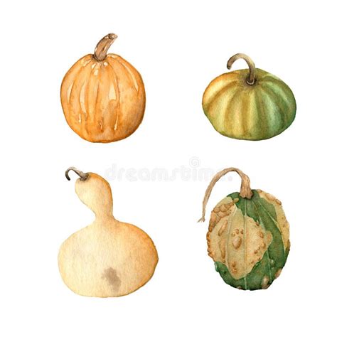 Sistema De La Acuarela De Calabazas Amarillas Y Verdes Aisladas En Los