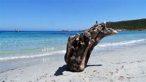 Premium Photo Driftwood At Beach Against Sky