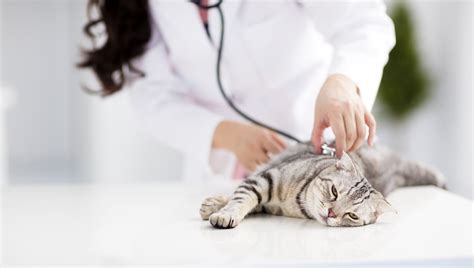 Breathing Difficulties In Cats: Symptoms, Causes, & Treatments - CatTime