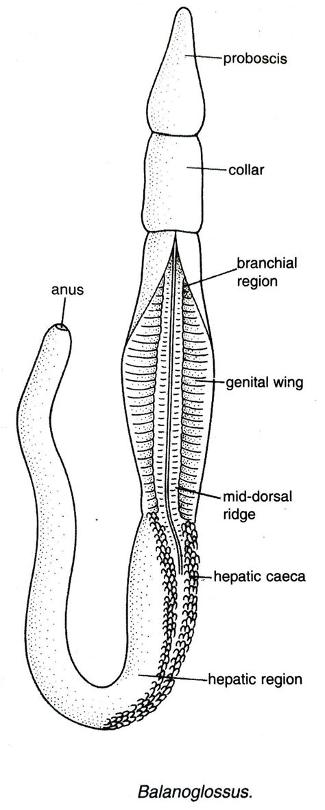 Balanoglossus: Classification, Characteristics, Description of the picture