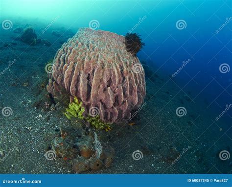 Giant barrel sponge stock image. Image of beauty, reef - 60087345