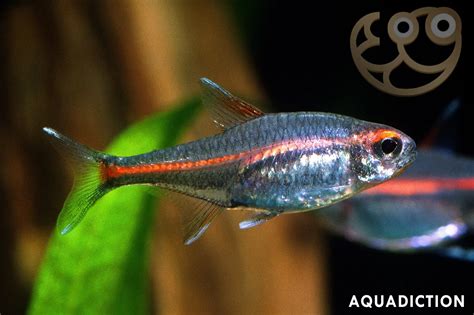 Glowlight Tetra Hemigrammus Erythrozonus Fish Profile Care Guide