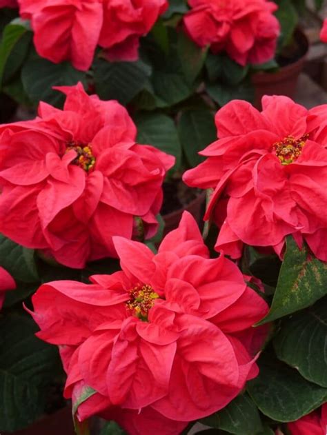 Poinsettia Care Tips To Keep Your Looking Good Joy Us Garden Care