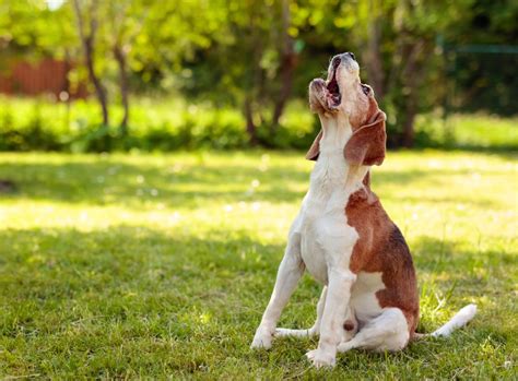 Le chien du voisin aboie sans arrêt recours et solutions