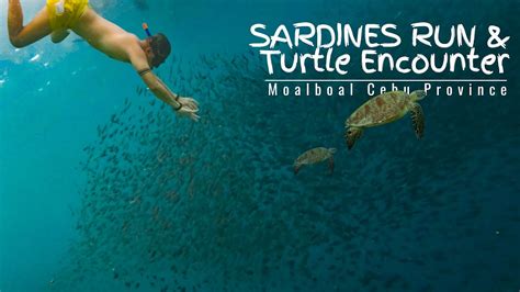 Moalboal Sardines Run Cebu Sardines And Turtle Encounter Day 2 Cebu