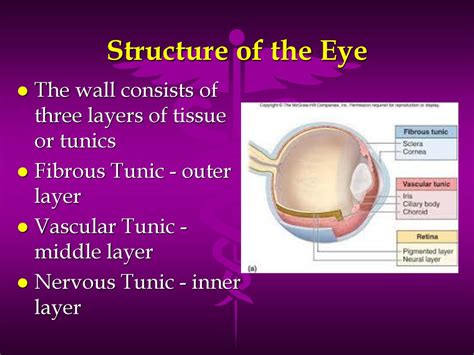 Special Senses Ppt Download