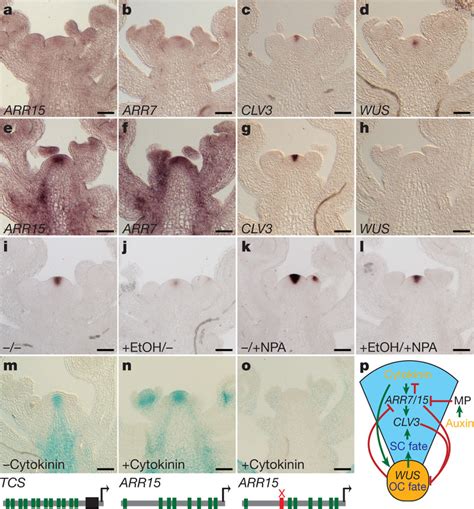 Cross Talk Between Auxin And Cytokinin Affects The Stem Cell Niche