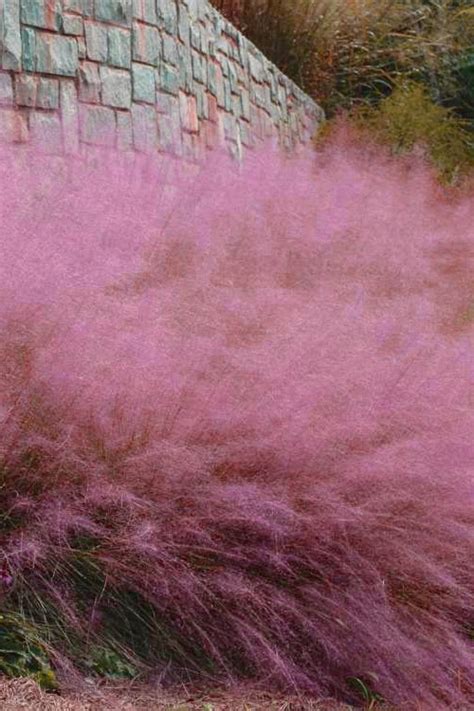 Buy Fast Forward Pink Muhly Grass Free Shipping Wilson Bros Gardens