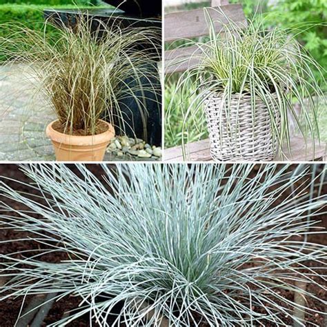 Ornamental Grasses collection - GreenAndGorgeousGarden.co.uk