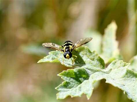 Superb Ant-hill Hoverfly - Friends of Heene Cemetery