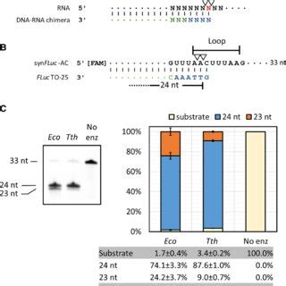 Directed Rna Cleavage With Rnase H A Previously Reported Rnase H