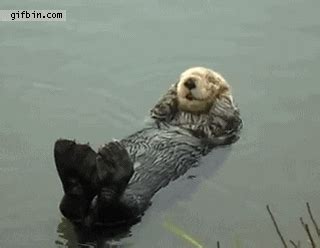 Otter GIF - Find & Share on GIPHY