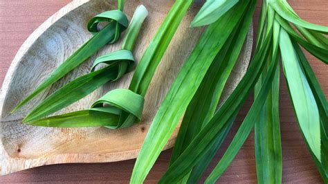 What Is Pandan And What Does It Taste Like Izzycooking 60 Off