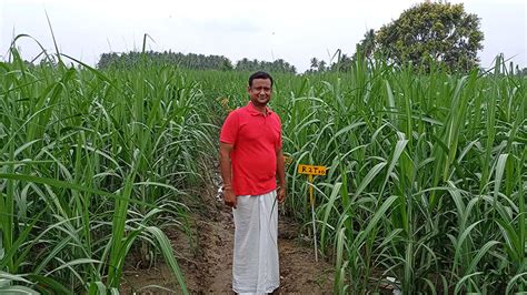 Use Polysulphate To Boosting Sugarcane Crops Icl