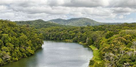 The BEST Daintree National Park Kangaroo Koala Experiences 2023