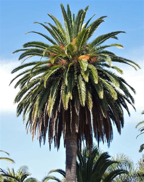 Canary Island Date Palm – Santa Barbara Beautiful