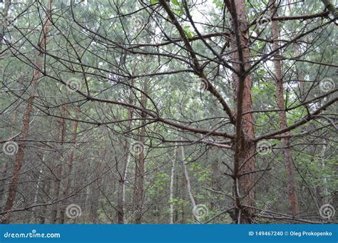 Paisajes De Las Plantas Y De Los Rboles Del Bosque Del Verano Foto De